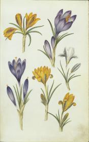 Horti Anckelmanniani, Tom. I [II nicht nachgewiesen], Bl. 7r - Krokusse