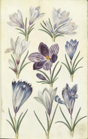 Horti Anckelmanniani, Tom. I [II nicht nachgewiesen], Bl. 9r - Krokusse