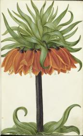 Horti Anckelmanniani, Tom. I [II nicht nachgewiesen], Bl. 11r - Kaiserkrone (Fritillaria imperialis)