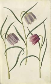 Horti Anckelmanniani, Tom. I [II nicht nachgewiesen], Bl. 18r - Schachblume (Fritillaria meleagris)