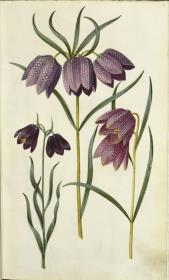 Horti Anckelmanniani, Tom. I [II nicht nachgewiesen], Bl. 19r - Burnats Schachblume (Fritillaria meleagris burnatii)