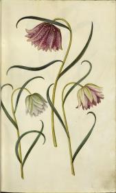 Horti Anckelmanniani, Tom. I [II nicht nachgewiesen], Bl. 22r - Schachblume (Fritillaria meleagris L.)