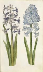 Horti Anckelmanniani, Tom. I [II nicht nachgewiesen], Bl. 27r - Hyazinthen (Hyacinthus)