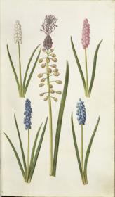 Horti Anckelmanniani, Tom. I [II nicht nachgewiesen], Bl. 36r - Traubenhyazinthen (Muscari)