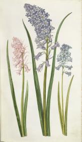 Horti Anckelmanniani, Tom. I [II nicht nachgewiesen], Bl. 40r - Hyazinthen (Hyacinthus)
