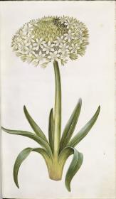 Horti Anckelmanniani, Tom. I [II nicht nachgewiesen], Bl. 41r - Kugel-Lauch (Allium sphaerocephalon)