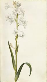 Horti Anckelmanniani, Tom. I [II nicht nachgewiesen], Bl. 43r