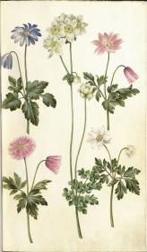Horti Anckelmanniani, Tom. I [II nicht nachgewiesen], Bl. 45r - Balkan-Windröschen (Anemone blanda)