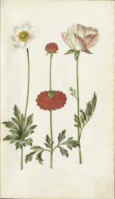 Horti Anckelmanniani, Tom. I [II nicht nachgewiesen], Bl. 52r - Scharlachroter Hahnenfuß (Ranunculus asiaticus)