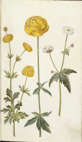 Horti Anckelmanniani, Tom. I [II nicht nachgewiesen], Bl. 53r - Scharfer Hahnenfuß (Ranunculus acris)