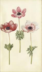 Horti Anckelmanniani, Tom. I [II nicht nachgewiesen], Bl. 60r - Kronenanemone (Anemone coronaria)