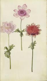 Horti Anckelmanniani, Tom. I [II nicht nachgewiesen], Bl. 67r -Anemone (Anemone pavonina)