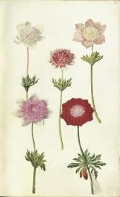 Horti Anckelmanniani, Tom. I [II nicht nachgewiesen], Bl. 69r - Kronenanemone (Anemone coronaria)
