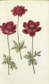 Horti Anckelmanniani, Tom. I [II nicht nachgewiesen], Bl. 74r - Windröschen (Anemone)