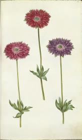 Horti Anckelmanniani, Tom. I [II nicht nachgewiesen], Bl. 76r - Windröschen (Anemone)