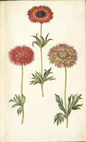 Horti Anckelmanniani, Tom. I [II nicht nachgewiesen], Bl. 77r - Windröschen (Anemone)
