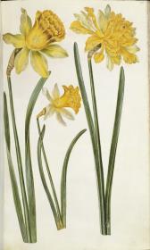 Horti Anckelmanniani, Tom. I [II nicht nachgewiesen], Bl. 84r - Narzissen (Narcissus)