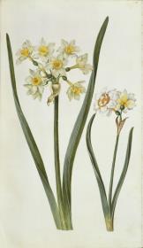 Horti Anckelmanniani, Tom. I [II nicht nachgewiesen], Bl. 90r - Narzissen (Narcissus)