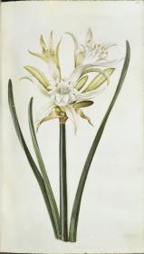 Horti Anckelmanniani, Tom. I [II nicht nachgewiesen], Bl. 104r - Lilie
