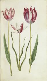 Horti Anckelmanniani, Tom. I [II nicht nachgewiesen], Bl. 106r - Tulpen (Tulipa)