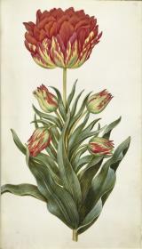 Horti Anckelmanniani, Tom. I [II nicht nachgewiesen], Bl. 137r - Tulpen (Tulipa)