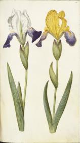 Horti Anckelmanniani, Tom. I [II nicht nachgewiesen], Bl. 141r - Schwertlilien (Iris)