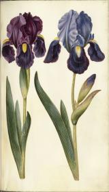 Horti Anckelmanniani, Tom. I [II nicht nachgewiesen], Bl. 145r - Deutsche Schwertlilie (Iris x germanica)