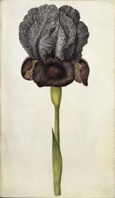 Horti Anckelmanniani, Tom. I [II nicht nachgewiesen], Bl. 149r - Dame in Trauer (Iris susiana L.)