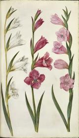 Horti Anckelmanniani, Tom. I [II nicht nachgewiesen], Bl. 168r - Gewöhnliche Siegwurz (Gladiolus communis)