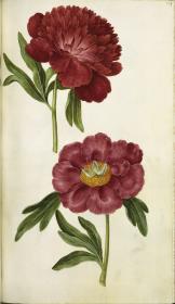 Horti Anckelmanniani, Tom. I [II nicht nachgewiesen], Bl. 169r - Pfingstrose