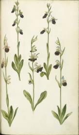 Horti Anckelmanniani, Tom. I [II nicht nachgewiesen], Bl. 174r - ## (Orchis ##)