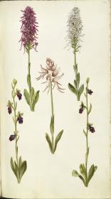 Horti Anckelmanniani, Tom. I [II nicht nachgewiesen], Bl. 175r - Kleines Knabenkraut (Orchis morio)