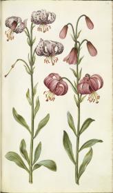 Horti Anckelmanniani, Tom. I [II nicht nachgewiesen], Bl. 178r - Türkenbund (Lilium martagon)