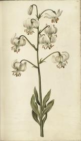 Horti Anckelmanniani, Tom. I [II nicht nachgewiesen], Bl. 180r - Türkenbundlilie (Lilium martagon L.)