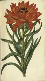 Horti Anckelmanniani, Tom. I [II nicht nachgewiesen], Bl. 184r - Feuerlilie (Lilium bulbiferum L.)