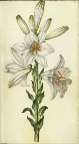 Horti Anckelmanniani, Tom. I [II nicht nachgewiesen], Bl. 186r - Madonnenlilie (Lilium candidum L.)