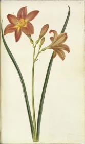 Horti Anckelmanniani, Tom. I [II nicht nachgewiesen], Bl. 189r - Braunrote Taglilie (Hemerocallis fulva L.)