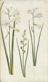 Horti Anckelmanniani, Tom. I [II nicht nachgewiesen], Bl. 191r - Lilie