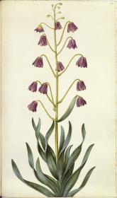 Horti Anckelmanniani, Tom. I [II nicht nachgewiesen], Bl. 193r - Urform der Kaiserkrone (Fritillaria imperialis)