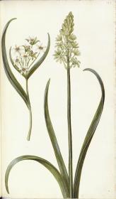 Horti Anckelmanniani, Tom. I [II nicht nachgewiesen], Bl. 195r - Milchstern (Ornithogalum)