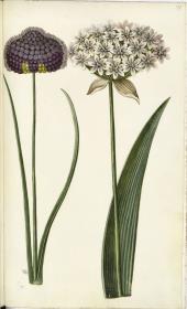 Horti Anckelmanniani, Tom. I [II nicht nachgewiesen], Bl. 199r - Lauch (Allium ampeloprasum)