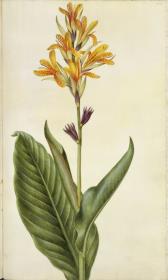 Horti Anckelmanniani, Tom. I [II nicht nachgewiesen], Bl. 200r - Indisches Blumenrohr (Canna indica L.)