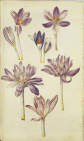 Horti Anckelmanniani, Tom. I [II nicht nachgewiesen], Bl. 204r - Herbstzeitlose (Colchicum autumnale)