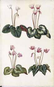 Horti Anckelmanniani, Tom. I [II nicht nachgewiesen], Bl. 208r - Alpenveilchen (Cyclamen)