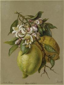 Zitronen: Füchte und Blüten