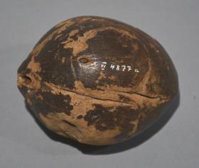ko honga, taonga