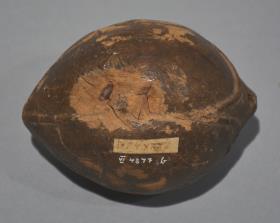 ko honga, taonga