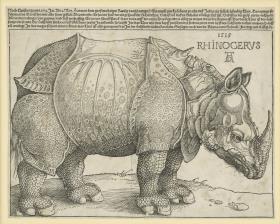 Das Rhinozeros