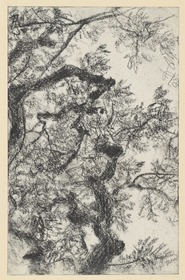 Baumstudie