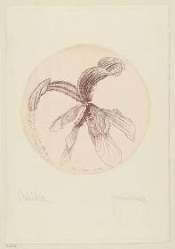 Orchidee